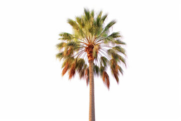 Centered Palm Tree on White Background