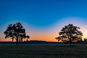 Beautiful view of two trees in the middle of a field during orange sunset