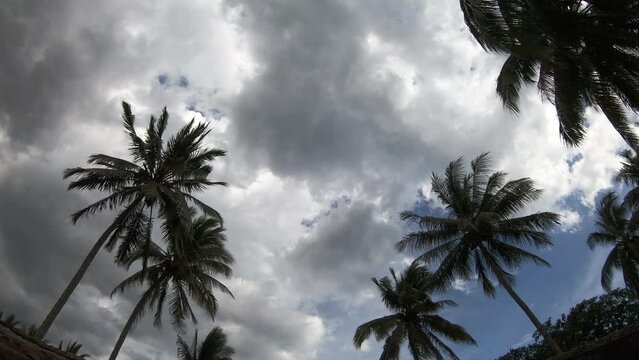 Timelapse of palm trees, coconut trees with sky and clouds in the background
