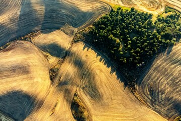 Aerial shot of golden wheat fields in the rolling hills of the Palouse region in Washington State