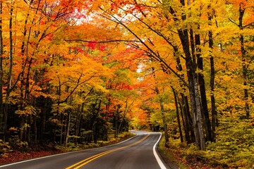 Asphalt road, forest trail going through a mesmerizing forest in fall colors, autumn foliage