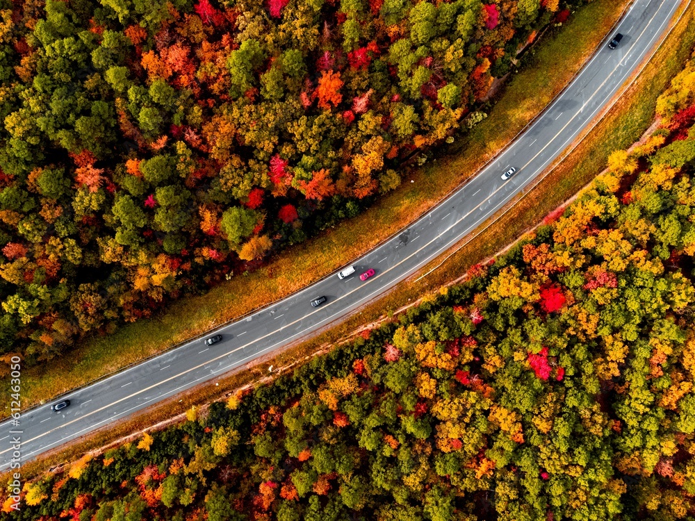 Poster Top view of a road in an autumn forest