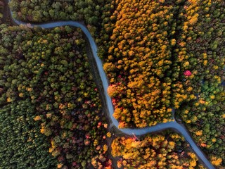 Bird's eye view of a curved road surrounded by trees in autumn