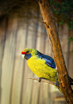 Green rosella or Platycercus caledonicus perch on a branch in Australia