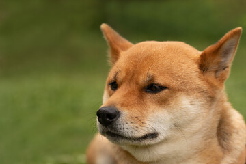Portrait of a domestic pet Shiba Inu on green grass background on a summer day