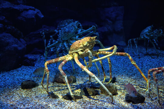 Japanese spider crabs and fishes