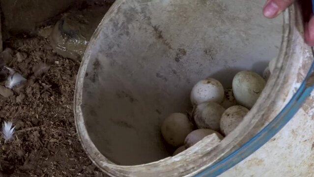 Mallard Eggs for Balut production