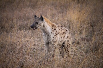 Naklejka na ściany i meble Closeup of a Real hyena in the yellow field