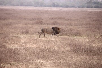 Naklejka na ściany i meble Large Barbary lion walking in the field