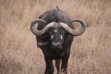 Fototapeta premium Closeup of an African buffalo against the yellow field
