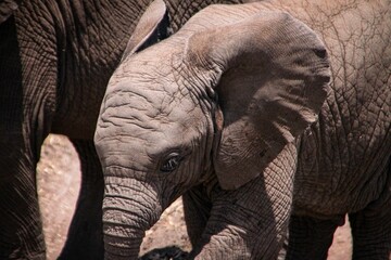 Closeup of a dirty baby bush elephant