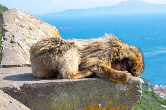 Barbary Macaques monkey on upper rock in Gibraltar Natural Reserve.  