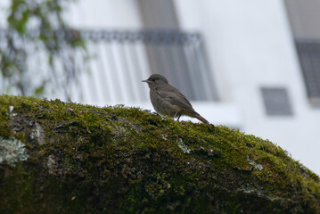 Juvenile Black Redstart (Phoenicurus ochruros) sitting on tree trunk in Zurich, Switzerland