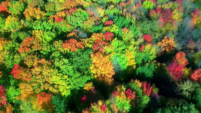 Drone view over colorful vibrant trees changing colors