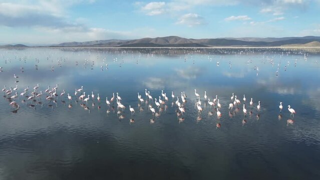 Aerial view of flamingos in Uru Uru Lake with a blue cloudy sky in the background, Oruro, Bolivia