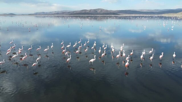 Aerial view of flamingos in Uru Uru Lake with a blue cloudy sky in the background, Oruro, Bolivia