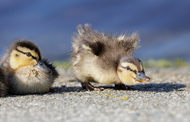 Mallard duckling bird