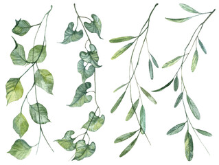 Set of realistic hand painted watercolor hanging liana branches with vibrant green leaves on white background. Painted botany illustrations in high quality - obrazy, fototapety, plakaty