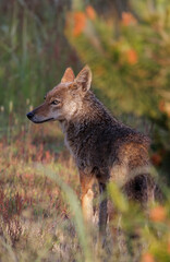 north american coyote