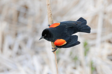 red winged blackbird
