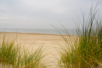 Beach view from the path sand between the dunes at Dutch coastline. Marram grass, Netherlands. The dunes or dyke at Dutch north sea coast