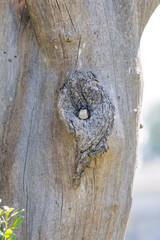 tree swallow nest