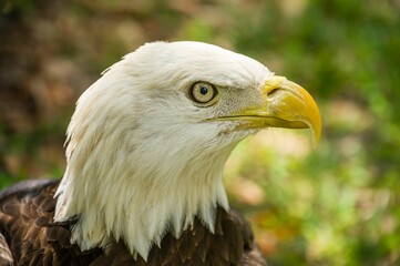 Closeup of a Southern Bald Eagle against the blurred background