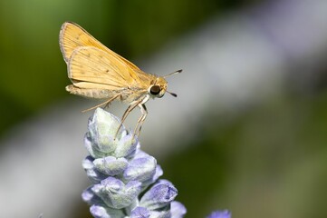 Closeup selective focus of a lepidoptera on a lavender