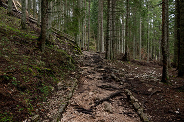 Droga,Las,Szlak,Turystyka