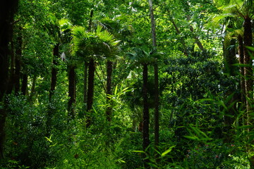 Fototapeta premium Deep tropical vegetation in a summer day