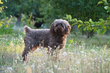 Brown Poodle standing on grassland and looking at camera