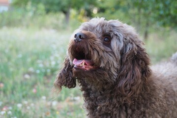 Brown Poodle dog looking towards with open mouth