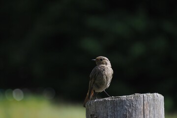Closeup of little brown Phoenicurus bird perching on wood