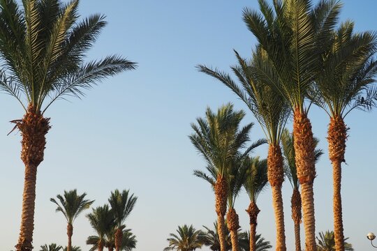 View of growing palm trees in background of blue sky