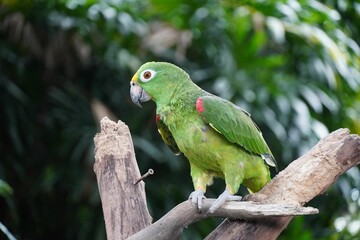 Green parrot bird perching on the tree branch