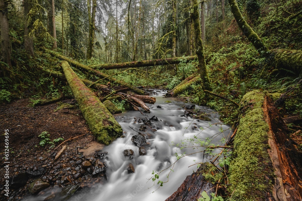 Sticker creek in the forest surrounded by mossy trees. portland, oregon.