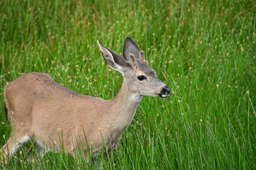 deer in the grass