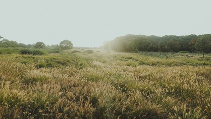 Beautiful shot of wild green grasses growing on a sunny rural field