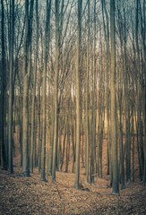 Vertical shot of deciduous trees in the forest