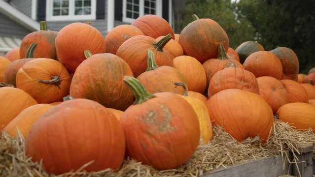 Closeup shot of a pile of orange pumpkins at a rural pumpkin patch
