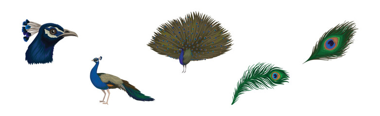 Fototapeta premium Peacock or Peafowl Bird Species with Extravagant Plumage and Tail Vector Set
