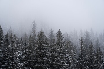 Fototapeta na wymiar Landscape view of the snow-covered fir forest trees on a foggy day