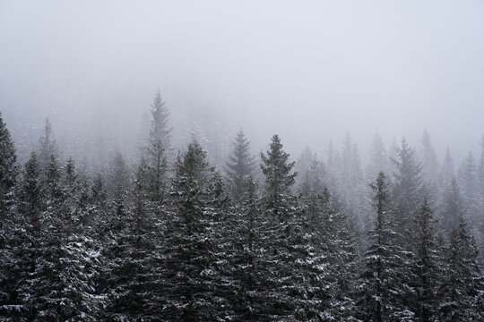 Landscape view of the snow-covered fir forest trees on a foggy day