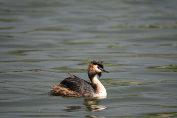 grebe swimming in the lake