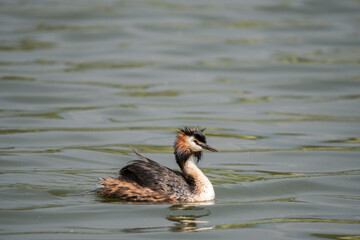 grebe swimming in the lake