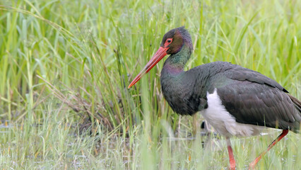 Black stork adult bird in spring marsh Ciconia nigra