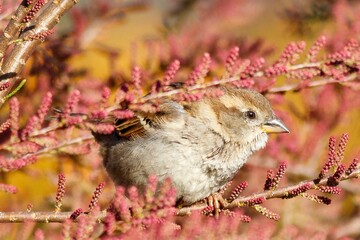 a bird sits on the branches of a small tree with its beak opened