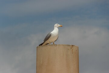 a bird that is standing on top of a pillar next to a sky