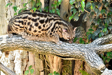  gineta, jineta​ o gato almizclero (Genetta genetta) © JOSE ANTONIO