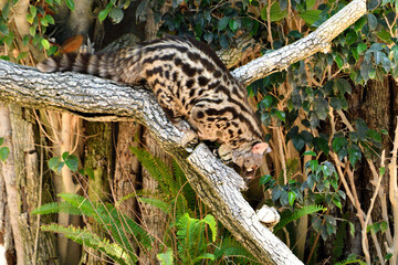  gineta, jineta​ o gato almizclero (Genetta genetta) © JOSE ANTONIO